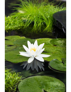 Nymphaea Tetragona  - 1