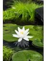 Nymphaea Tetragona  - 1