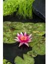 Nymphaea Red Spider  - 1