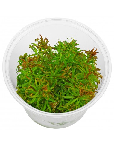 Ludwigia inclinata var. Cuba - In Vitro  - 1