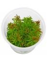 Ludwigia inclinata var. Cuba - In Vitro  - 1