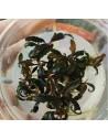 Bucephalandra 'batang Kawa'  - 1