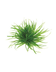 Blyxa japonica  - 2