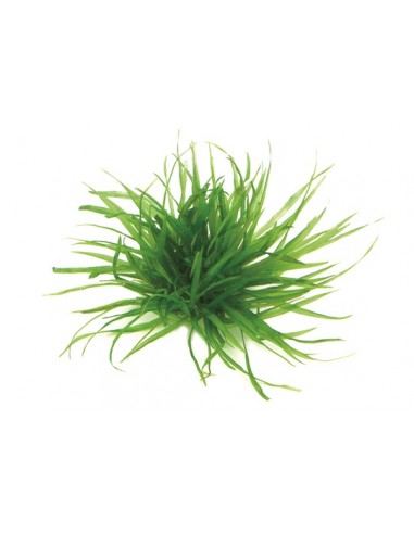 Blyxa japonica  - 2