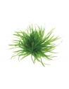 Blyxa japonica  - 2