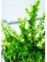 Fontinalis Duriae – Willow Duriae Moss  - 1