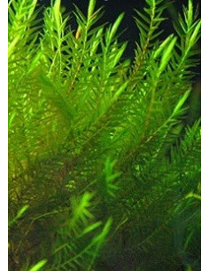 Fontinalis Hypnoides sp. – Quell Willow Moss  - 1