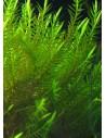 Fontinalis Hypnoides sp. – Quell Willow Moss  - 1