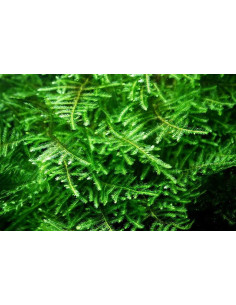 Taxyphyllum sp Green Sock  - 1