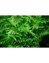 Taxyphyllum sp Green Sock  - 1