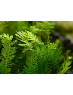taxiphyllum sp malaysia  - 1