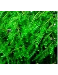 Pilotrichaceae sp. Pilo Moss  - 1
