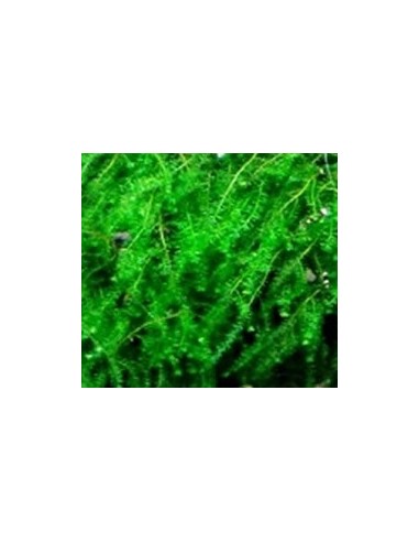 Pilotrichaceae sp. Pilo Moss  - 1