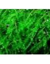 Pilotrichaceae sp. Pilo Moss  - 1
