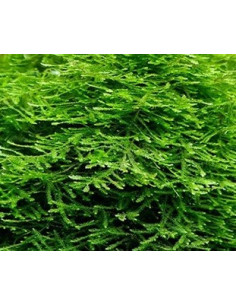 Vesicularia sp. Japan Moss  - 1