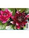 Nymphaea 'black Princess'  - 1