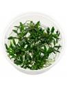 Anubias barteri var. nana 'Pangolino' - In Vitro Cup  - 1