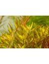 Rotala rotundifolia 'Laos' Dennerle plants - 1