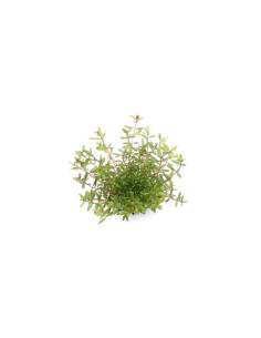 Rotala rotundifolia 'Laos' - dennerle plant Dennerle plants - 2