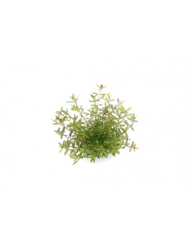 Rotala rotundifolia 'Laos' Dennerle plants - 2