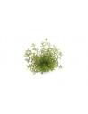 Rotala rotundifolia 'Laos' Dennerle plants - 2