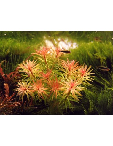 Ludwigia inclinata var. verticillata  - 3
