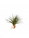 Tillandsia Aeranthos  - 1