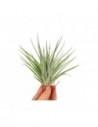 Tillandsia Kammii  - 1