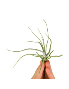 Tillandsia Lepidosepala  - 1
