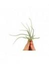 Tillandsia Lepidosepala  - 1