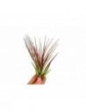 Tillandsia Melanocrater Red  - 1