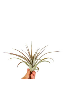 Tillandsia Multiflora red  - 1