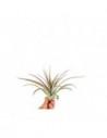 Tillandsia Multiflora red  - 1