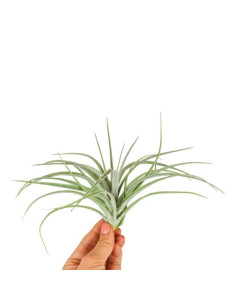 Tillandsia Pohliana  - 1