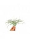 Tillandsia Pohliana  - 1