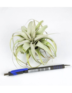 Xerographica Bonsai  - 1