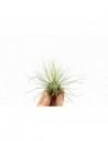 Tillandsia Argentea  - 1