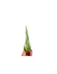 Tillandsia Ariza-Juliae  - 1