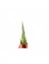 Tillandsia Ariza-Juliae  - 1