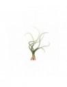 Tillandsia Baileyi  - 1