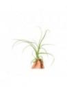 Tillandsia Balbisiana  - 1