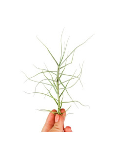 Tillandsia Caerulea  - 1