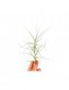 Tillandsia Caerulea  - 1