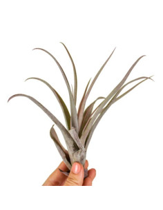 Tillandsia Capitata Peach Red  - 1