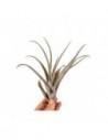 Tillandsia Capitata Peach Red  - 1