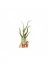 Tillandsia Caput Medusae  - 1