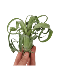 Tillandsia Curly Slim  - 1