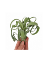 Tillandsia Curly Slim  - 1