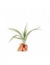 Tillandsia Fresnelloides  - 1