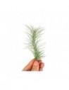Tillandsia Funckiana  - 1